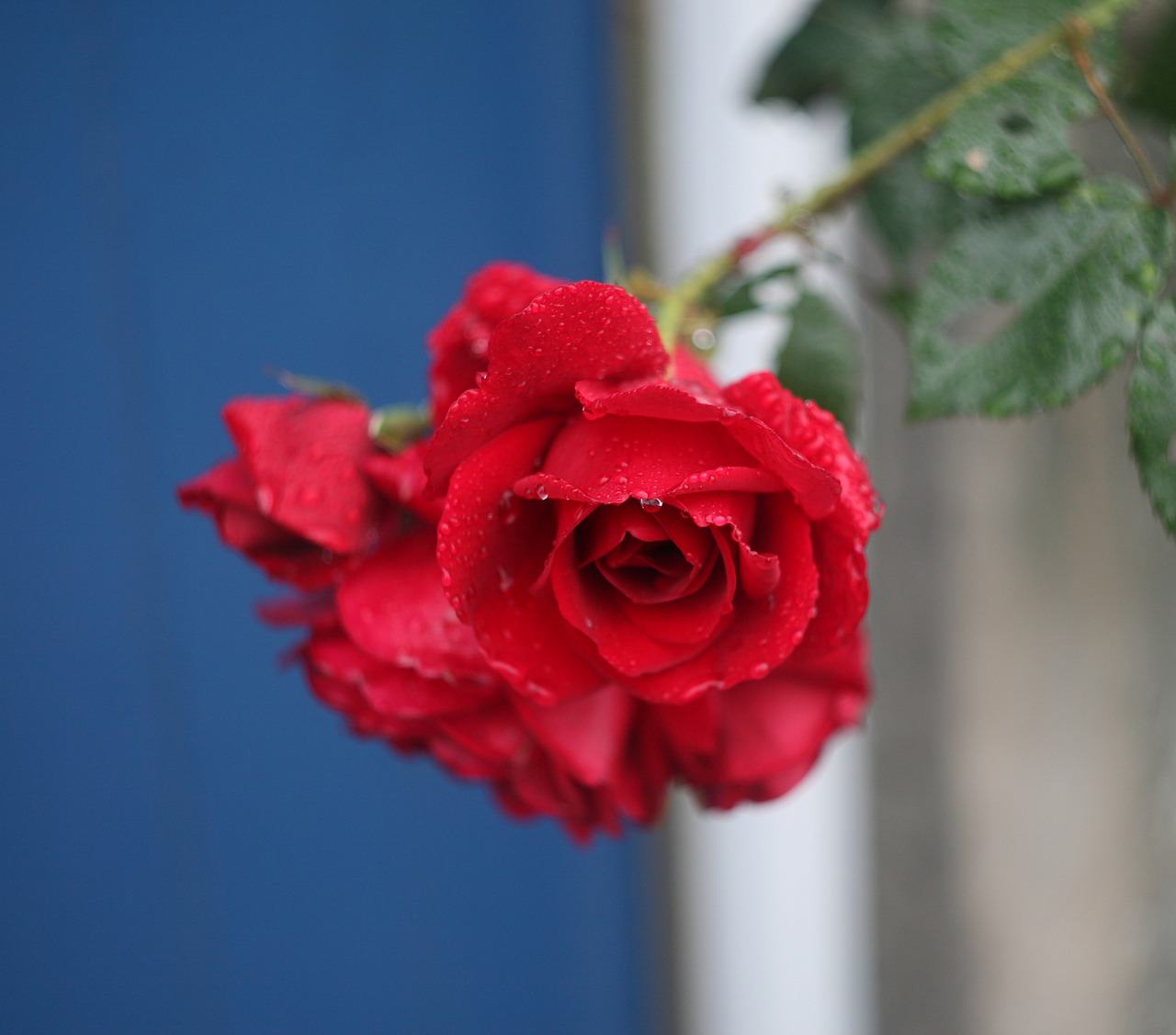 rose red red rose free photo