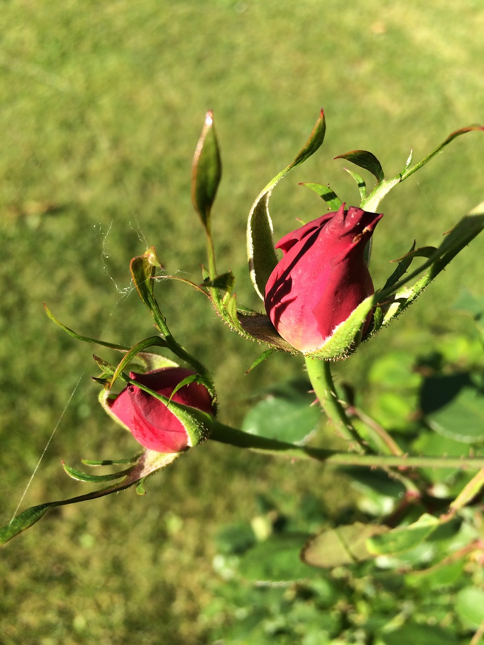 rose garden flower free photo