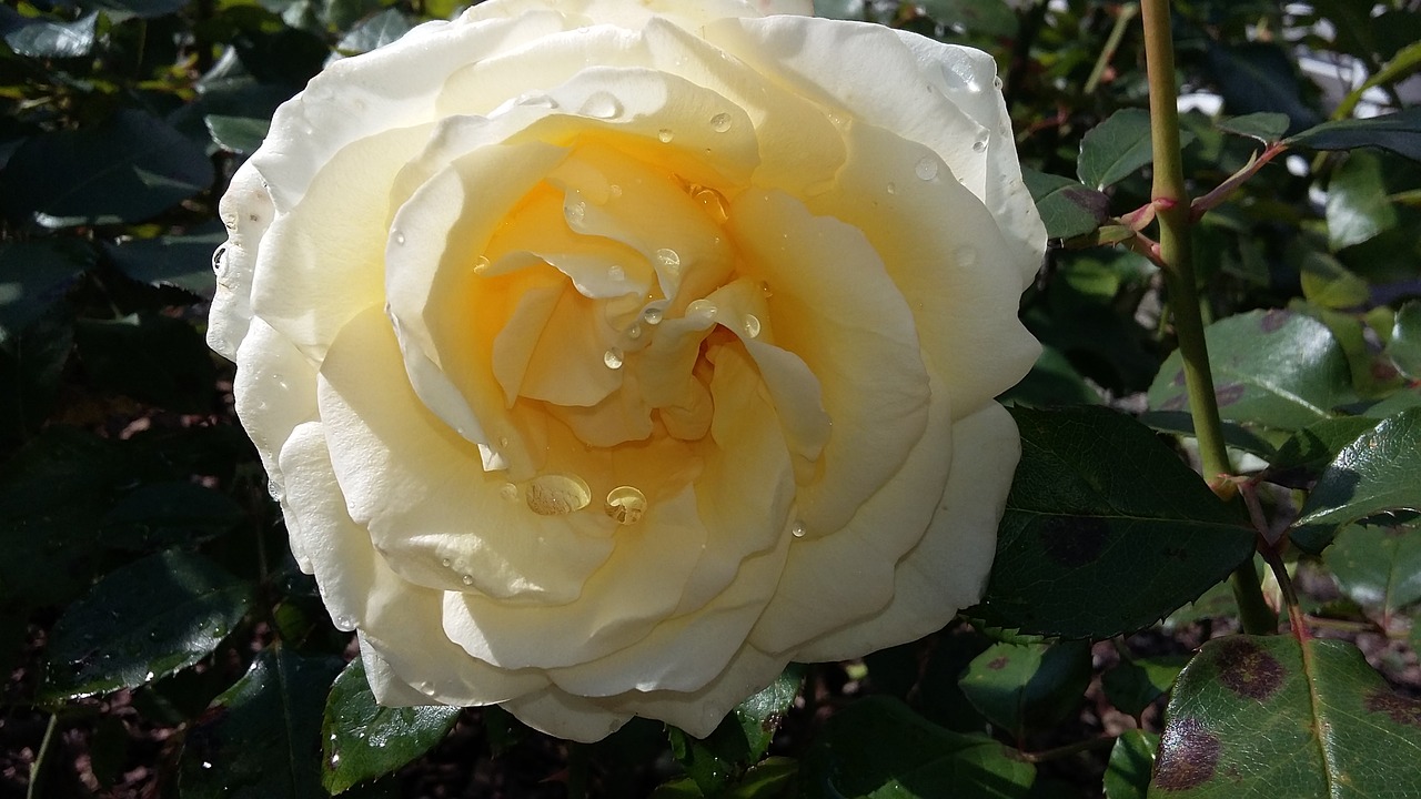 rose white rose bloom free photo