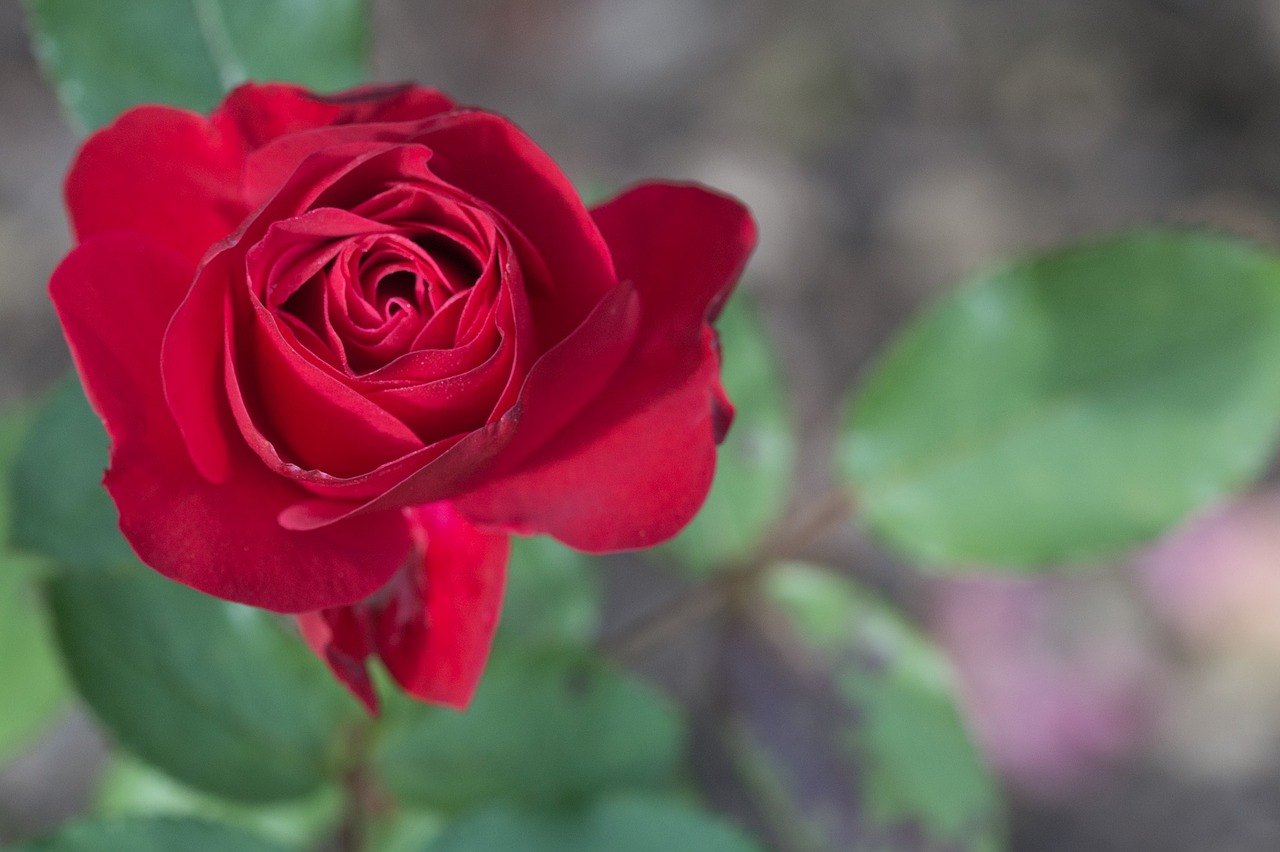 rose autumn blossom free photo