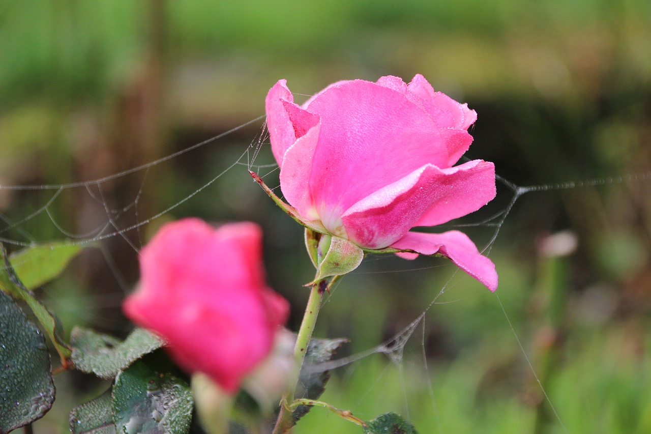 rose cobweb autumn free photo