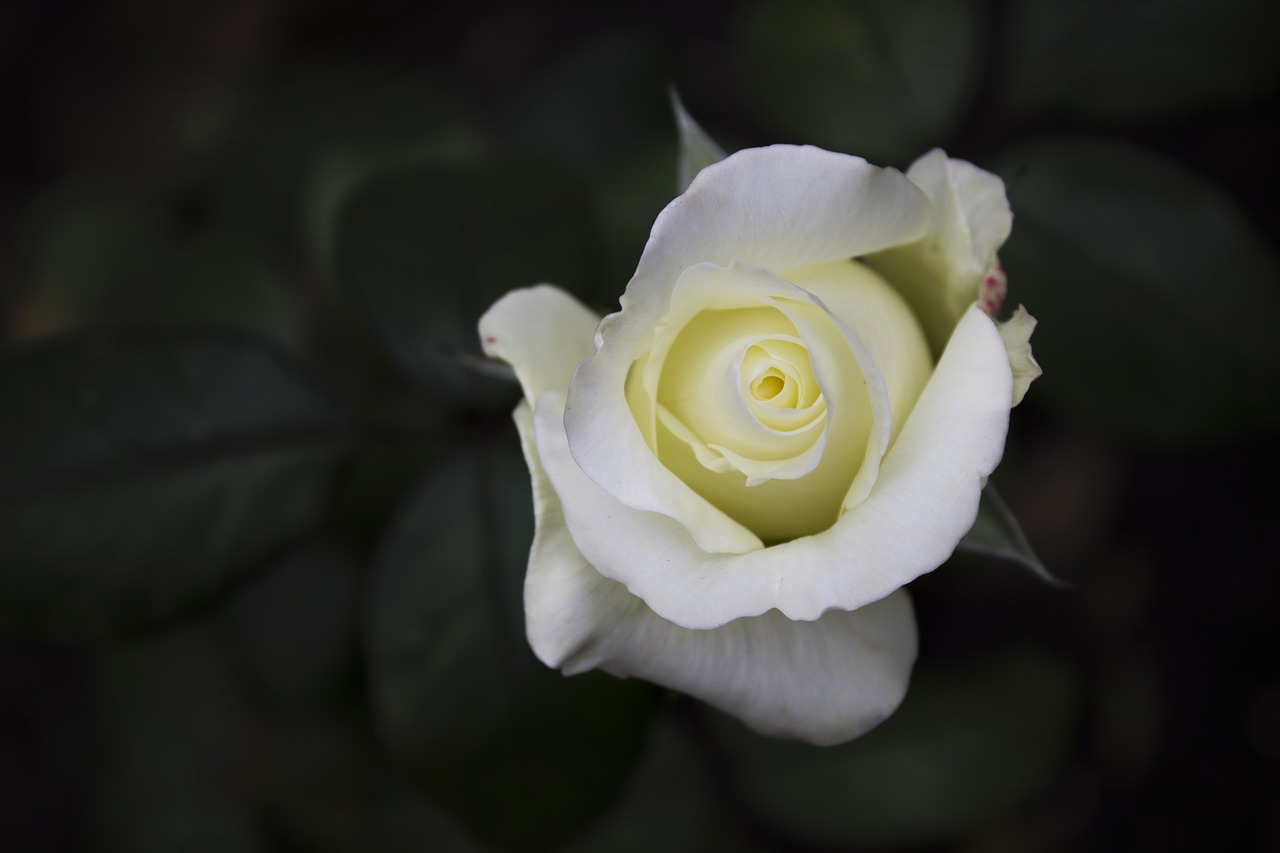 rose flowers photo free photo