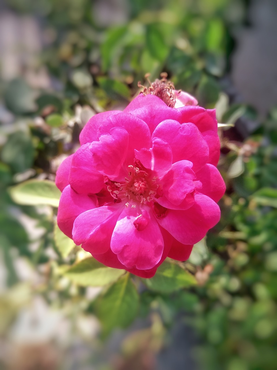 rose rosa gallica flower free photo
