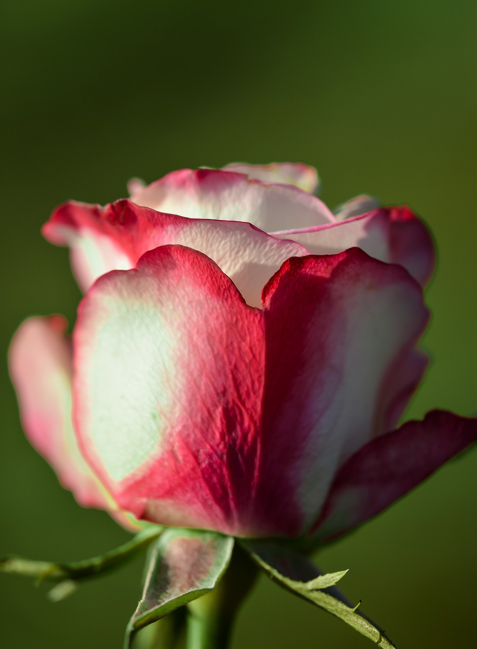 rose flower single free photo