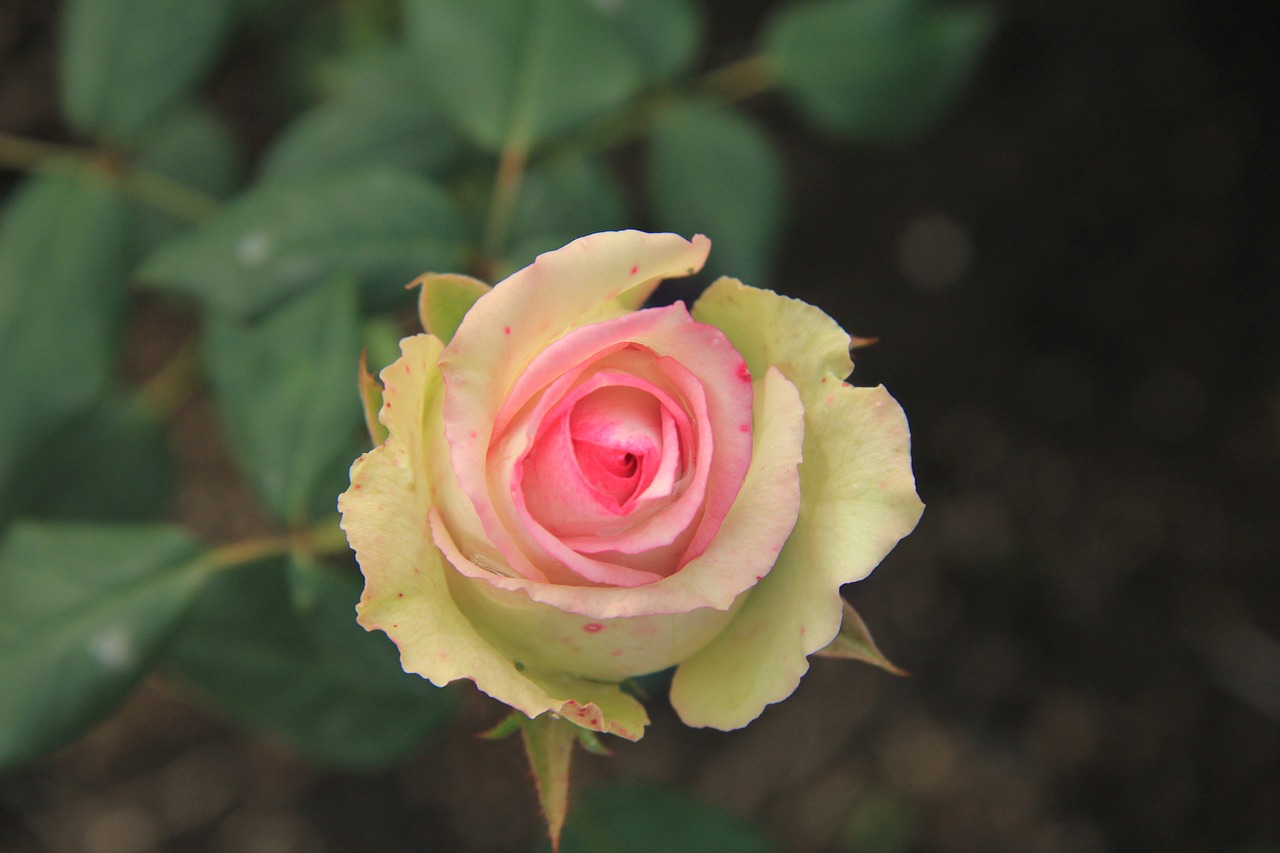 rose pink flower free photo