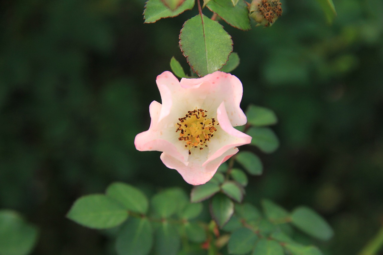 rose pink flower free photo