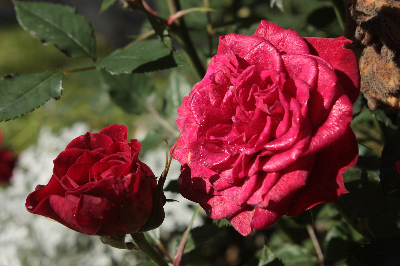 rose beautiful red free photo