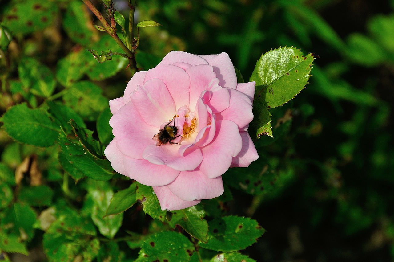 rose rose bloom pink free photo