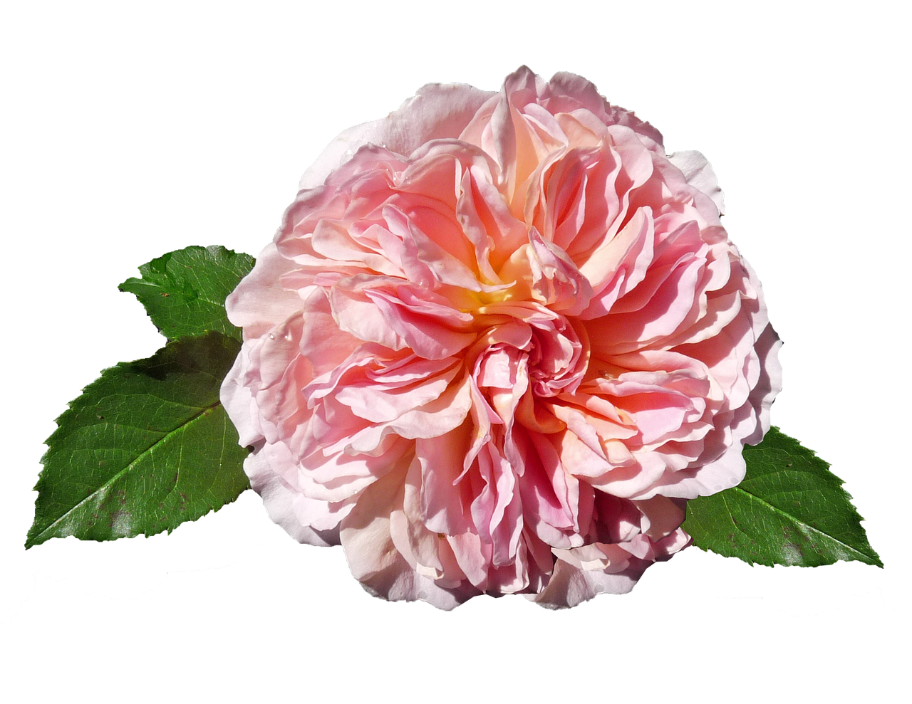 rose pink david austin free photo