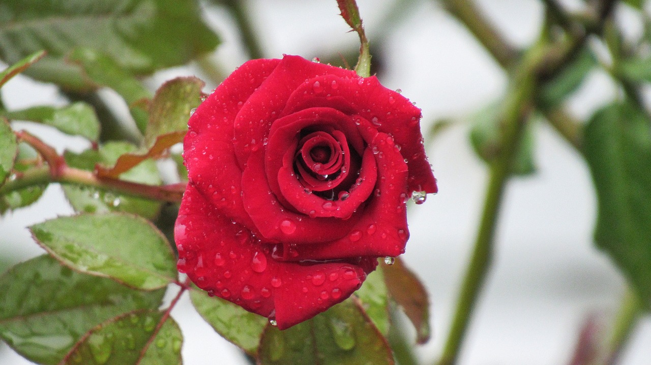 rose leaf flower free photo