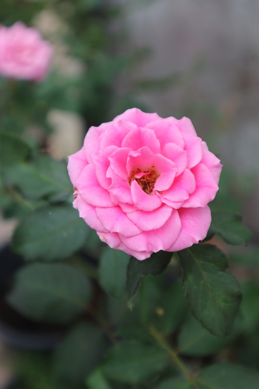 rose pink flowers free photo