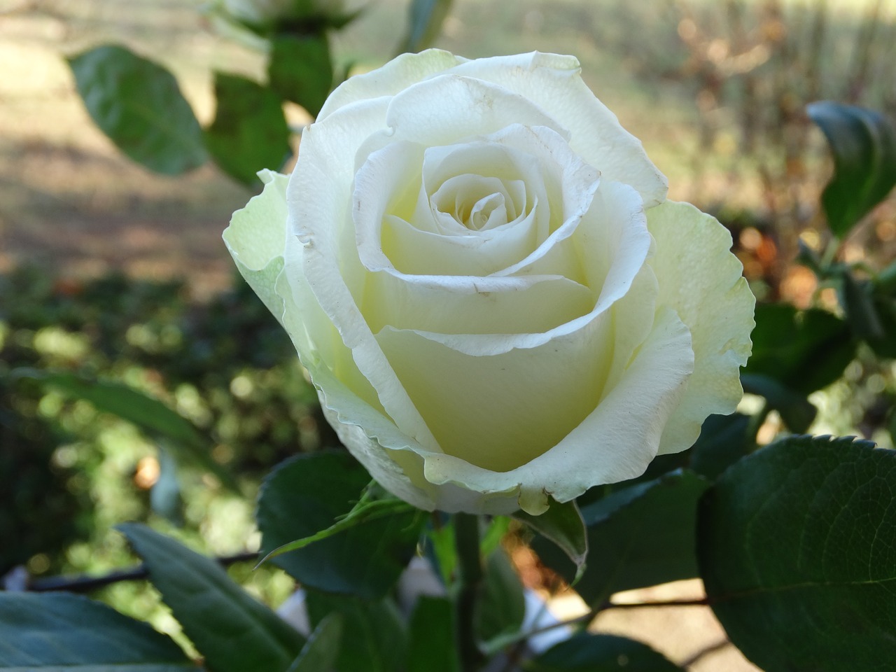 rose white flower free photo