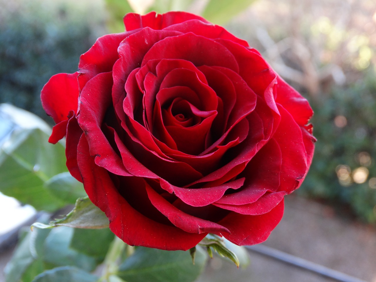 rose red red rose free photo