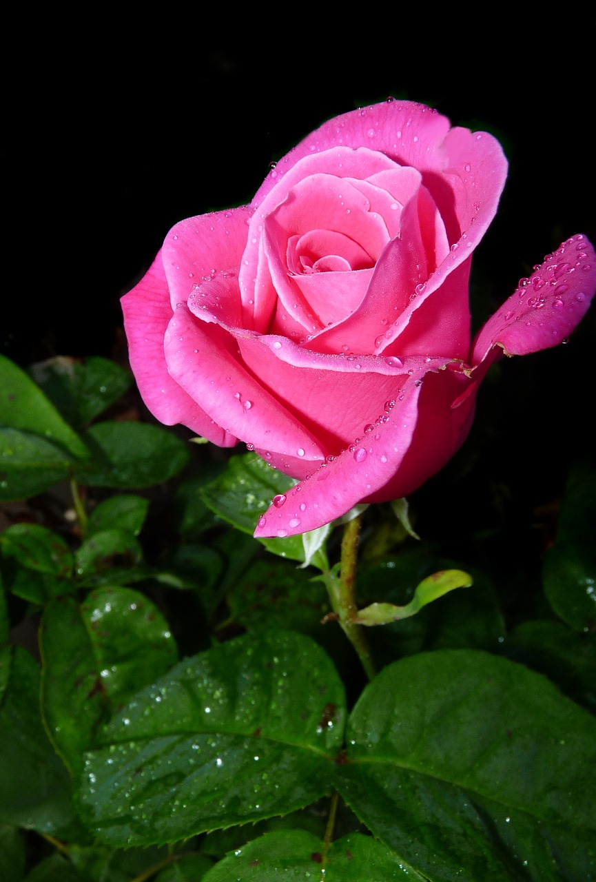 rose bud in rain free photo