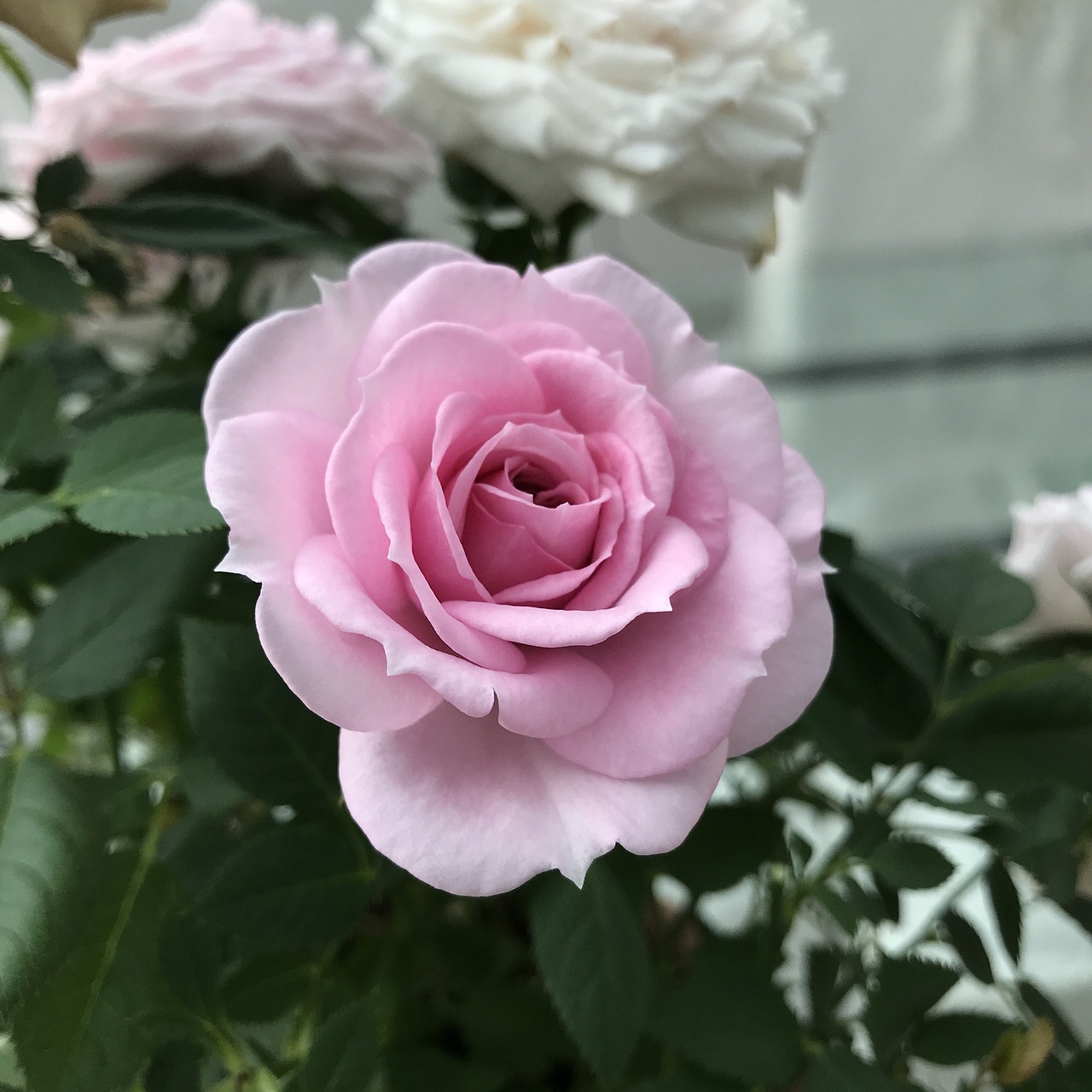 rose flower plant free photo