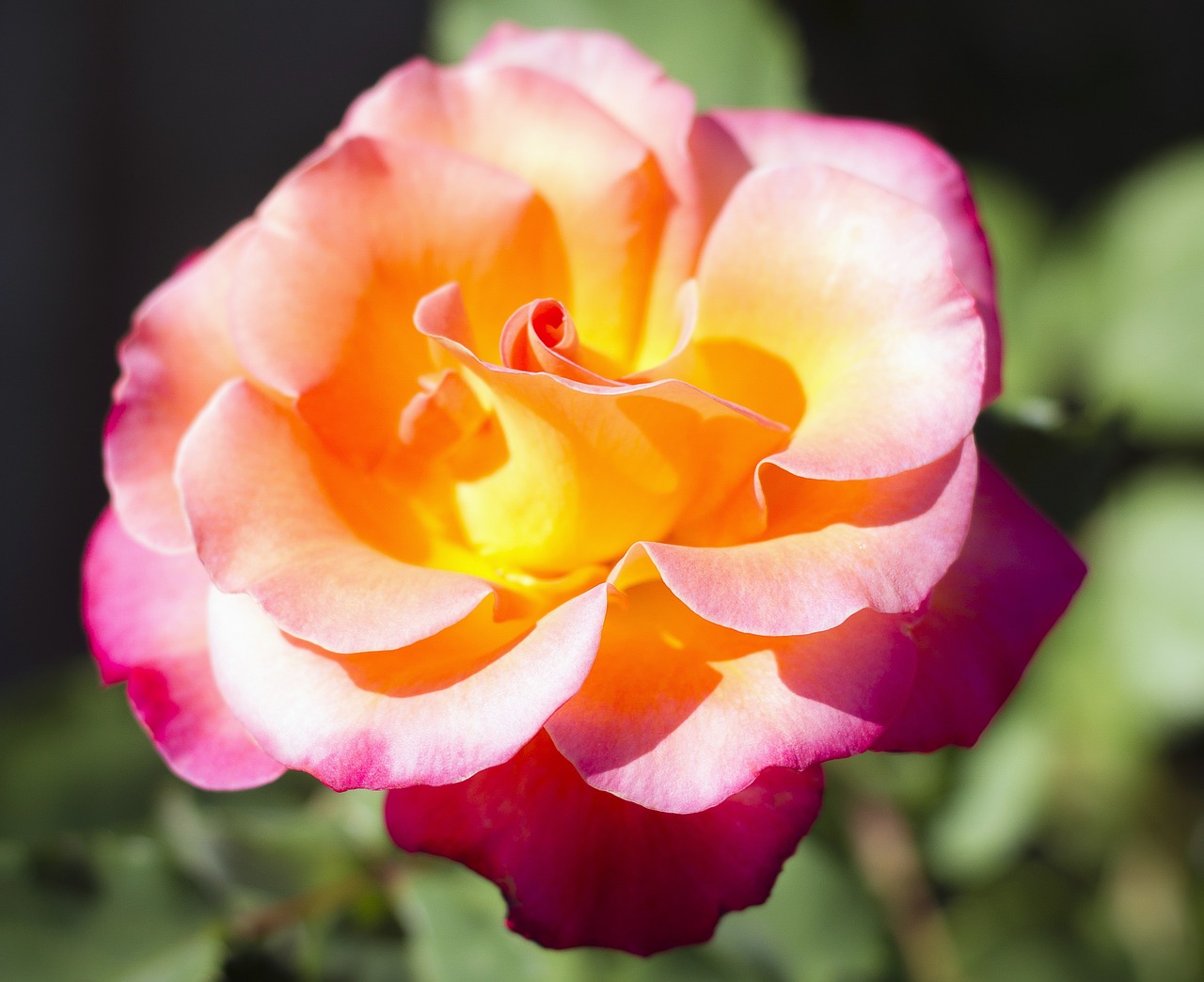 rose rosebush garden free photo