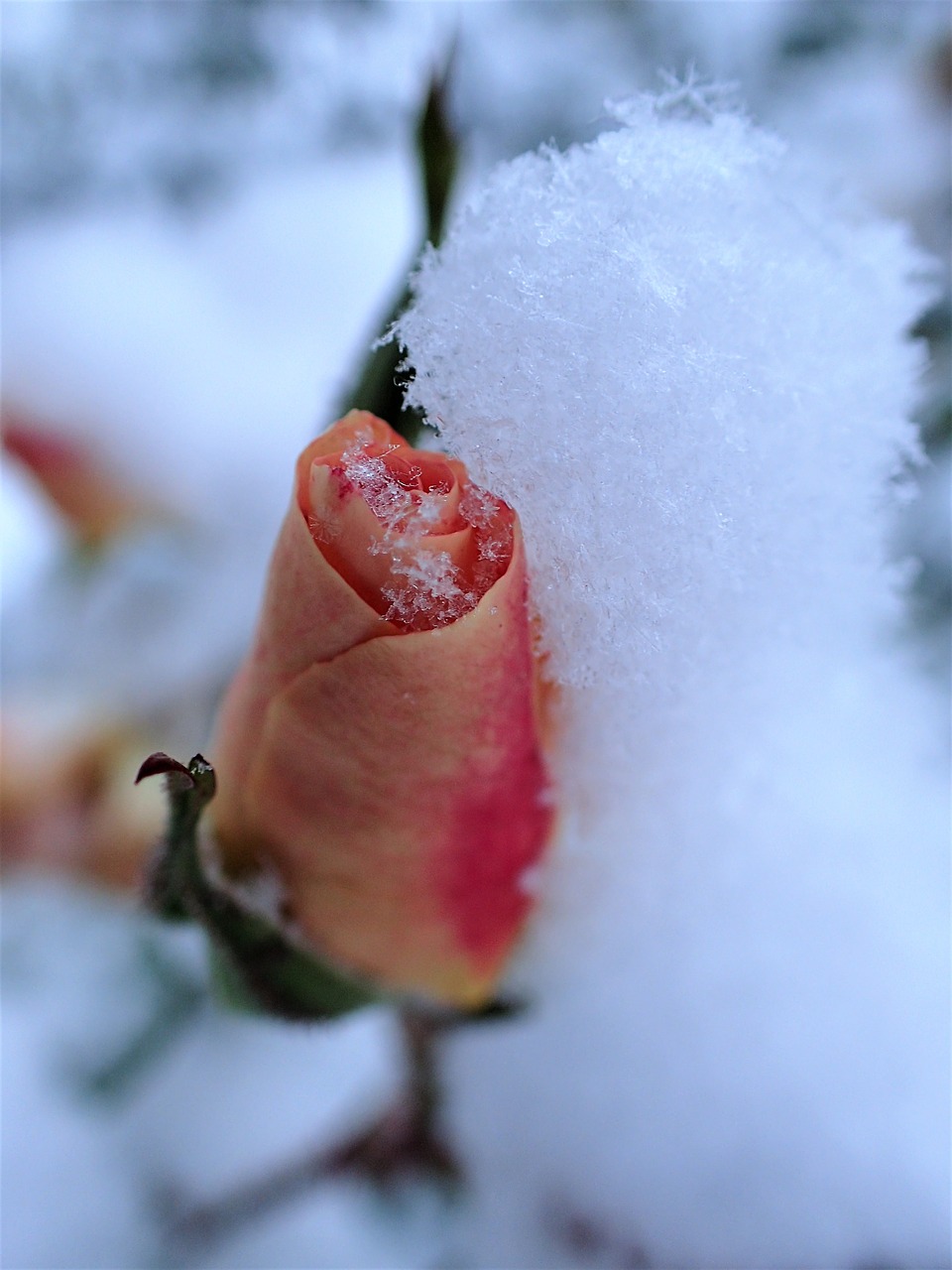 rose winter snow free photo