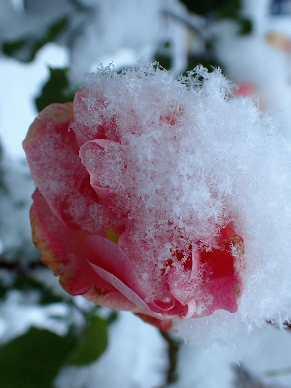 rose frozen pink free photo