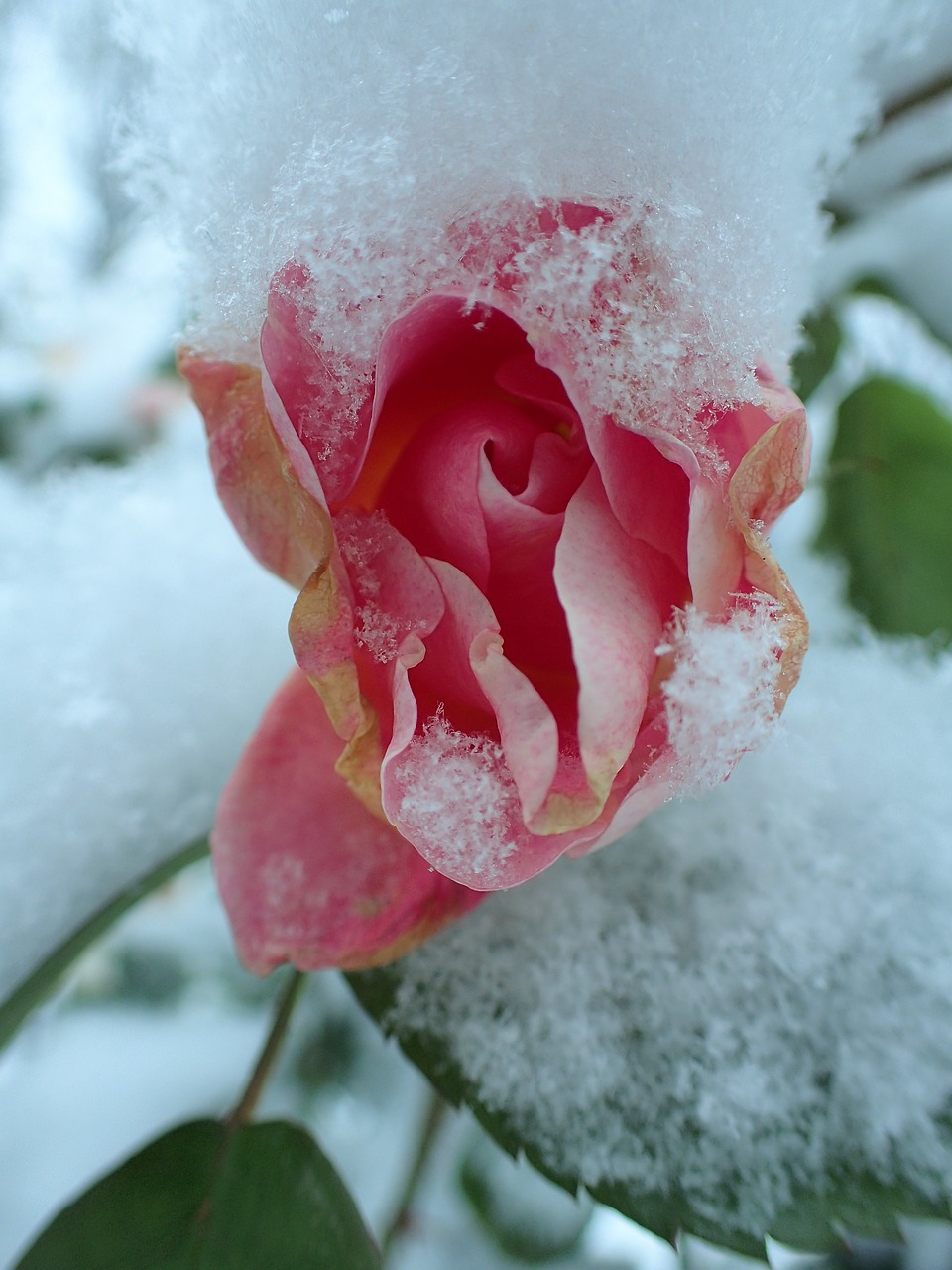 rose winter pink free photo