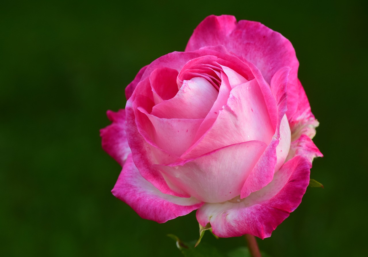 rose pink pink rose free photo