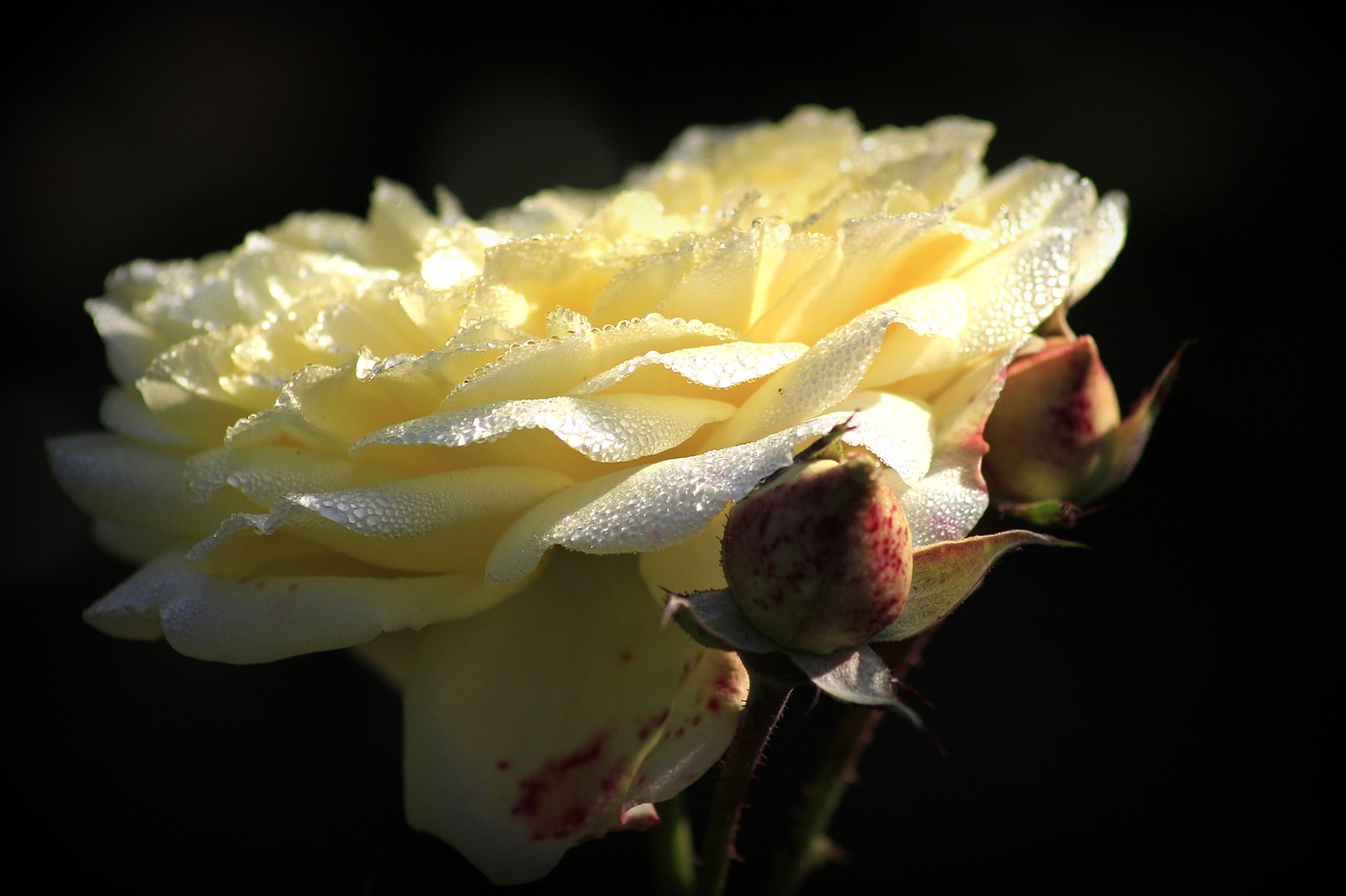 rose flower love free photo