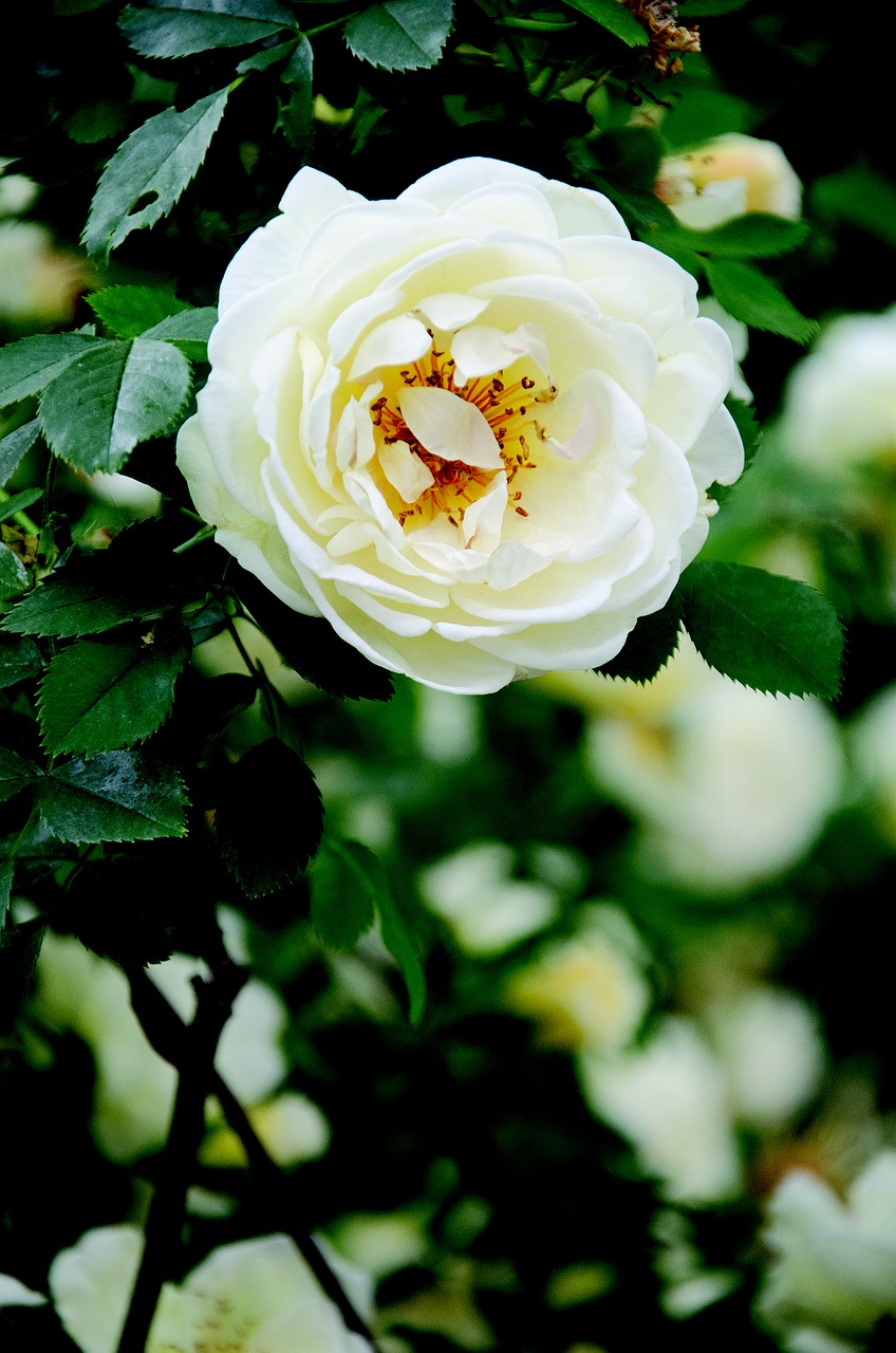 rose flower london free photo