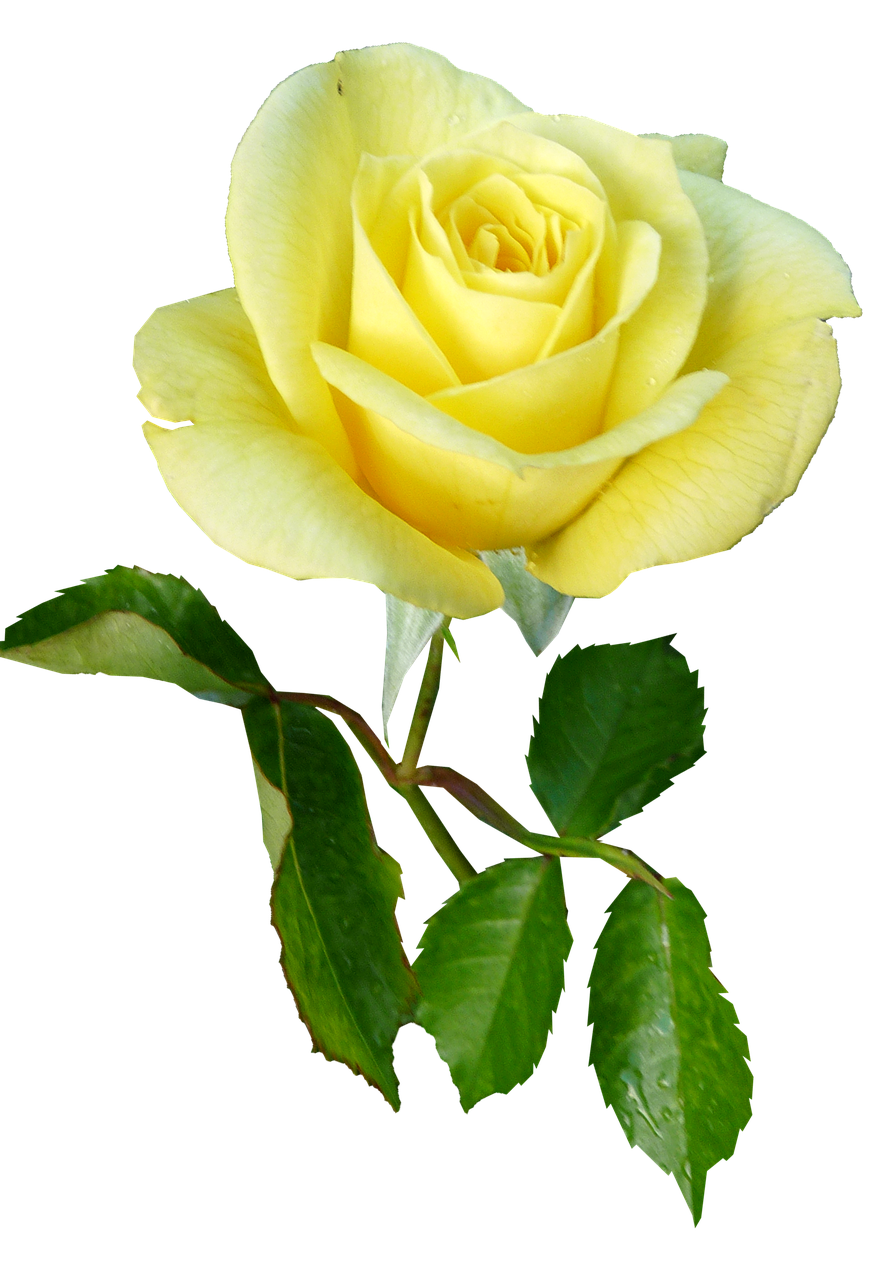 rose yellow single stem free photo