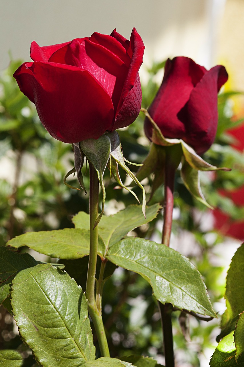 rose flower red free photo