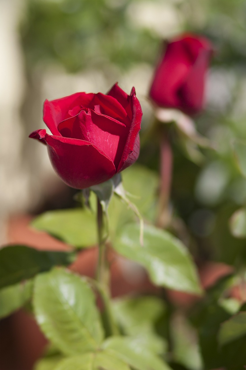 rose nature rose petals free photo