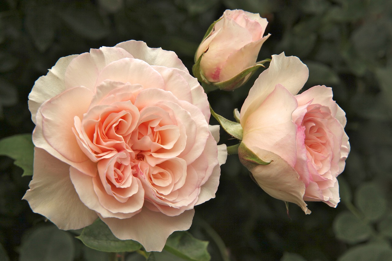 rose perdita garden free photo