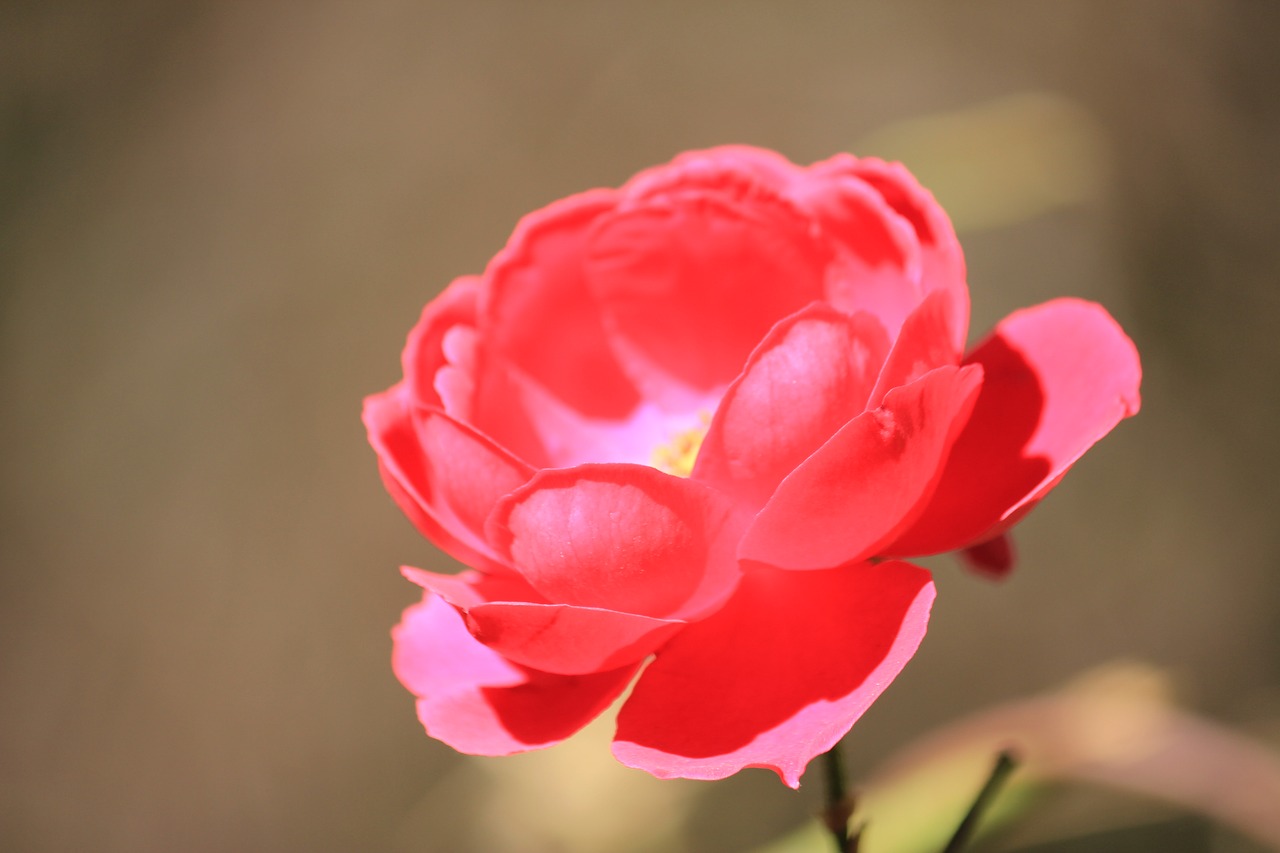 rose flowers red flowers free photo