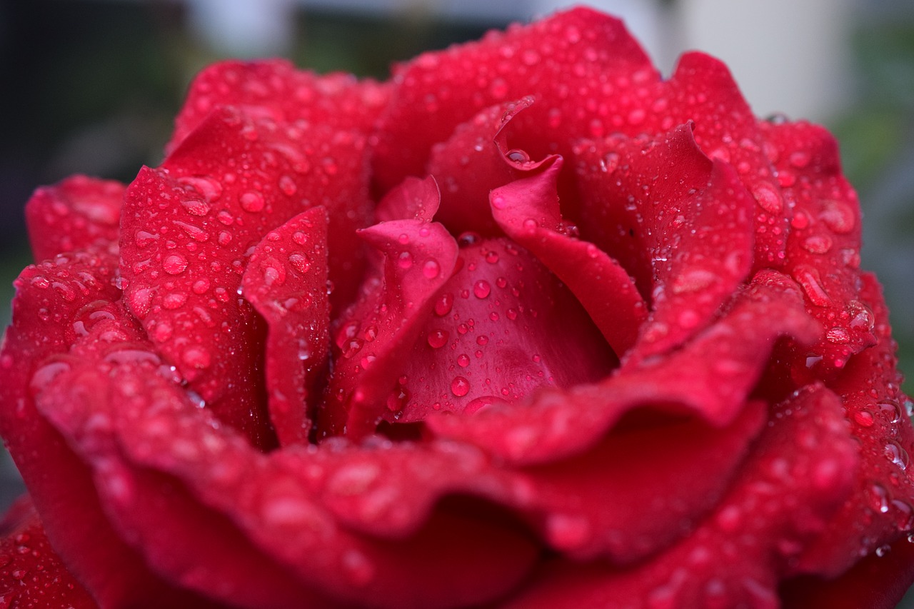 rose red rose blossom free photo