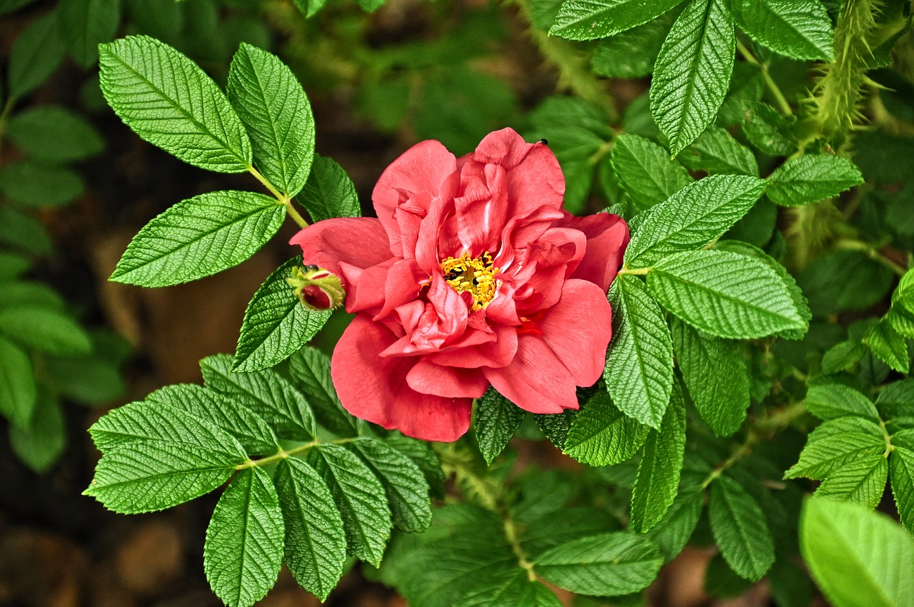 rose flower leaves free photo