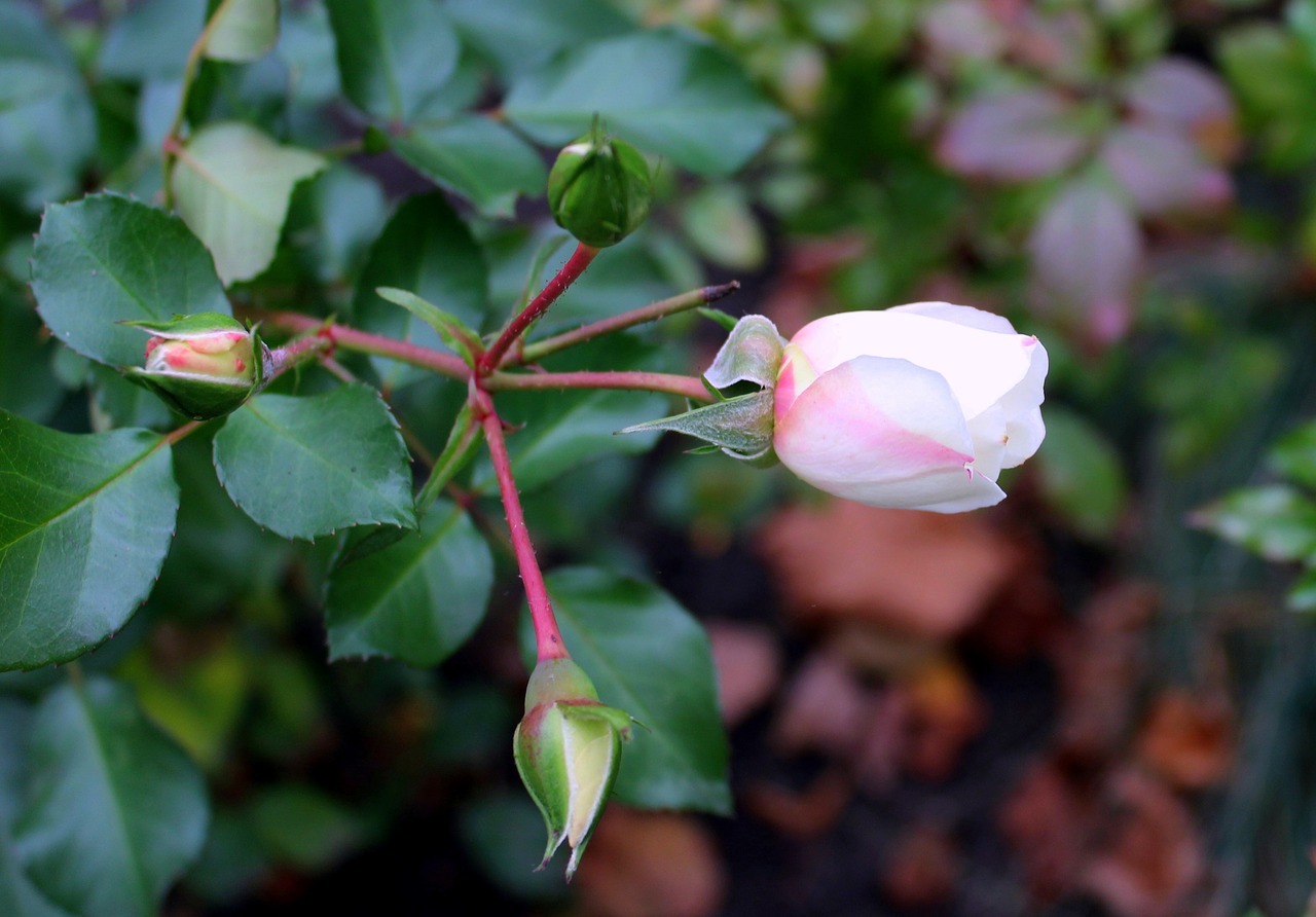 rose rosebud flower free photo