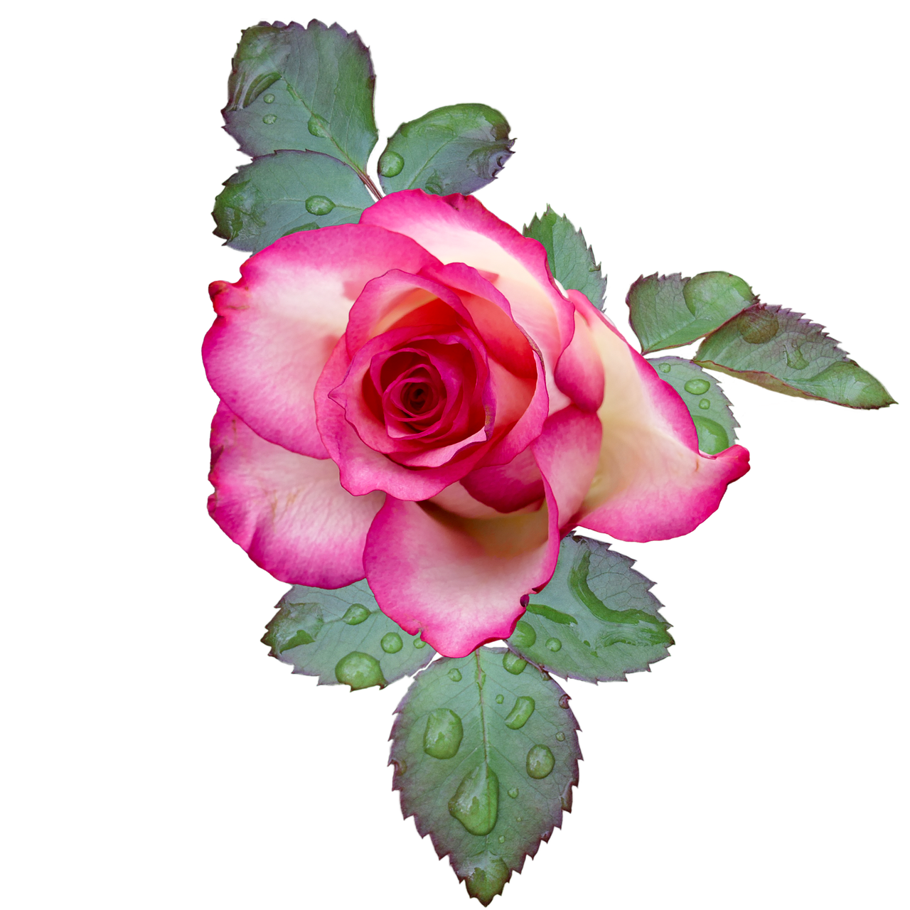 rose rose bloom pink free photo