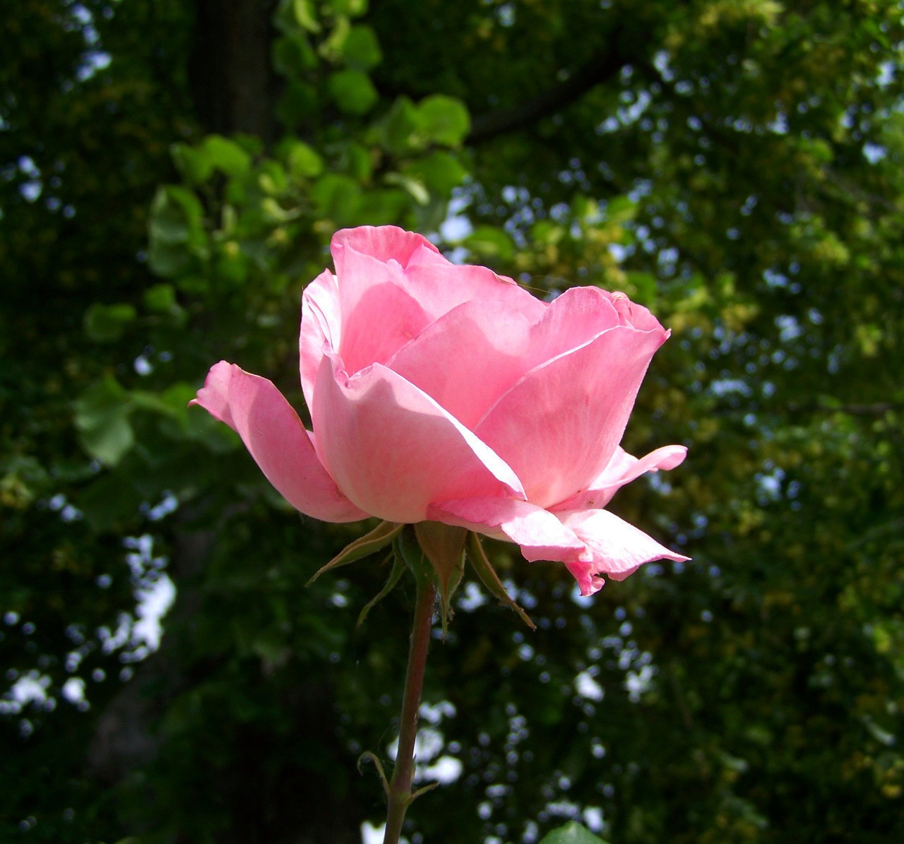 rose pink flower garden free photo