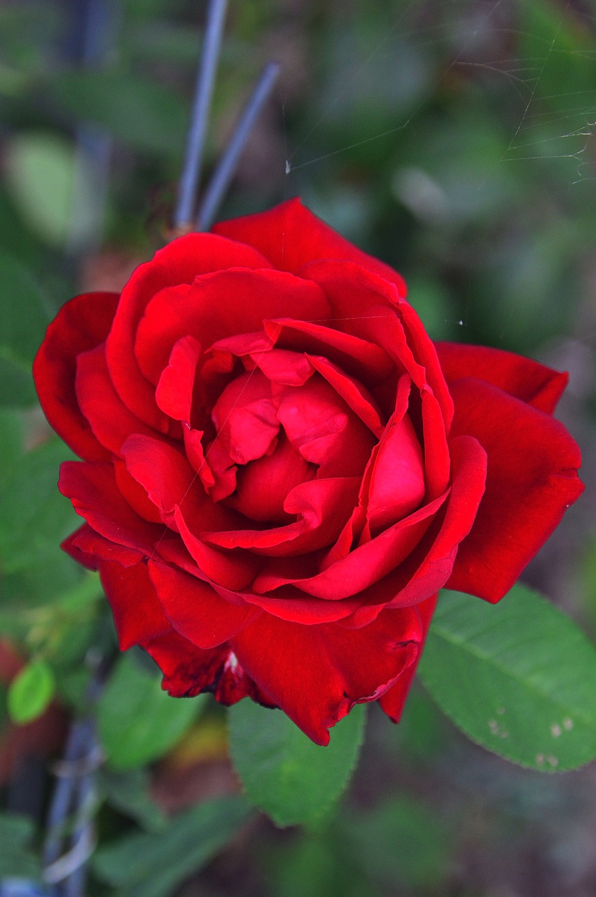 rose rose petals red free photo