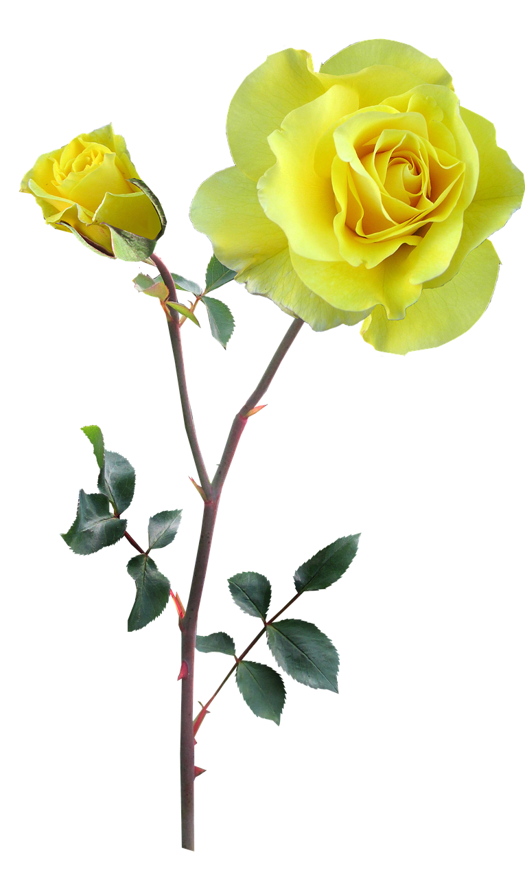 rose yellow stem free photo