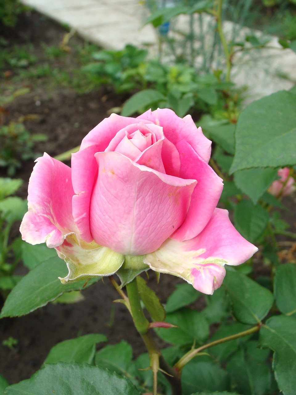 rose pink flower free photo