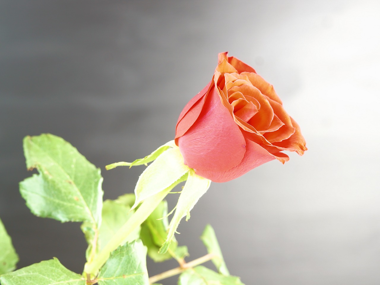 rose red flower free photo