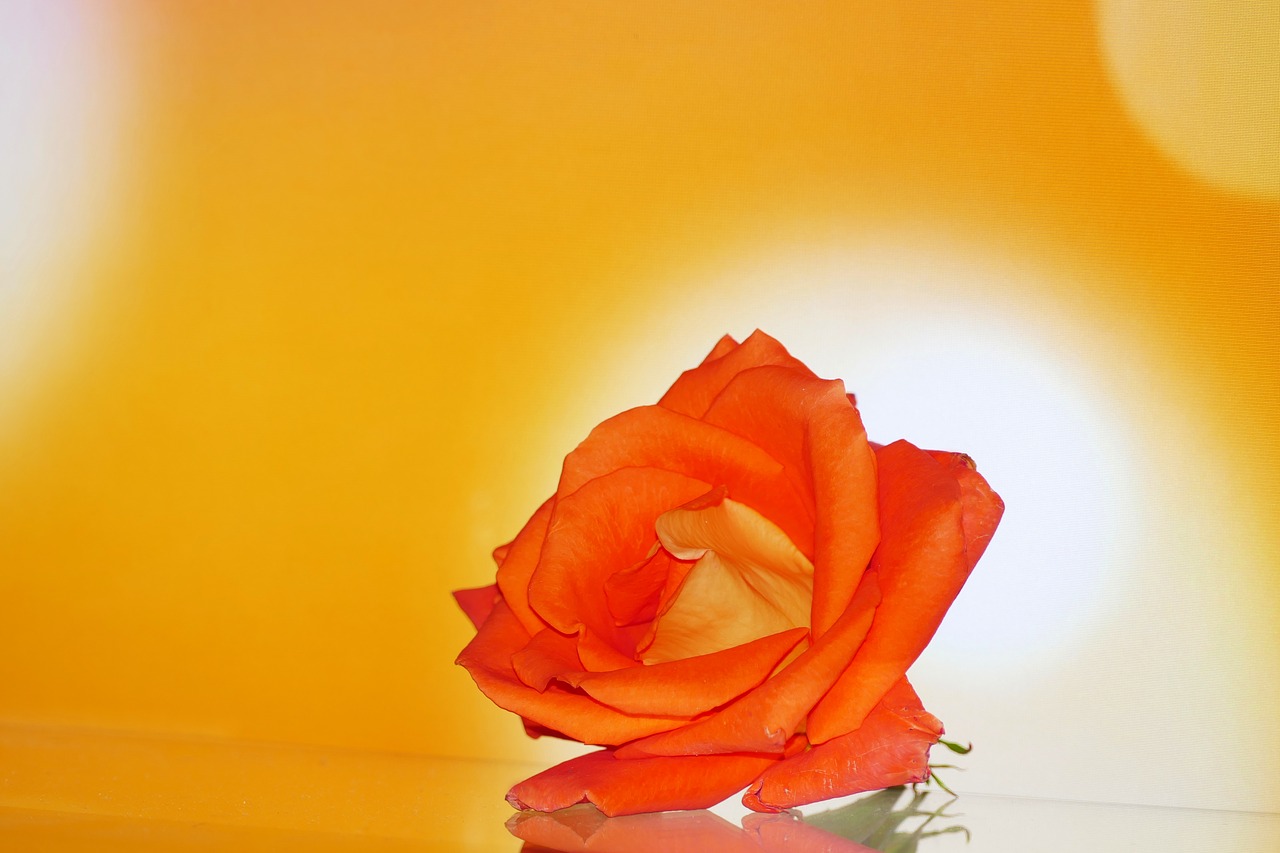 rose flower orange free photo