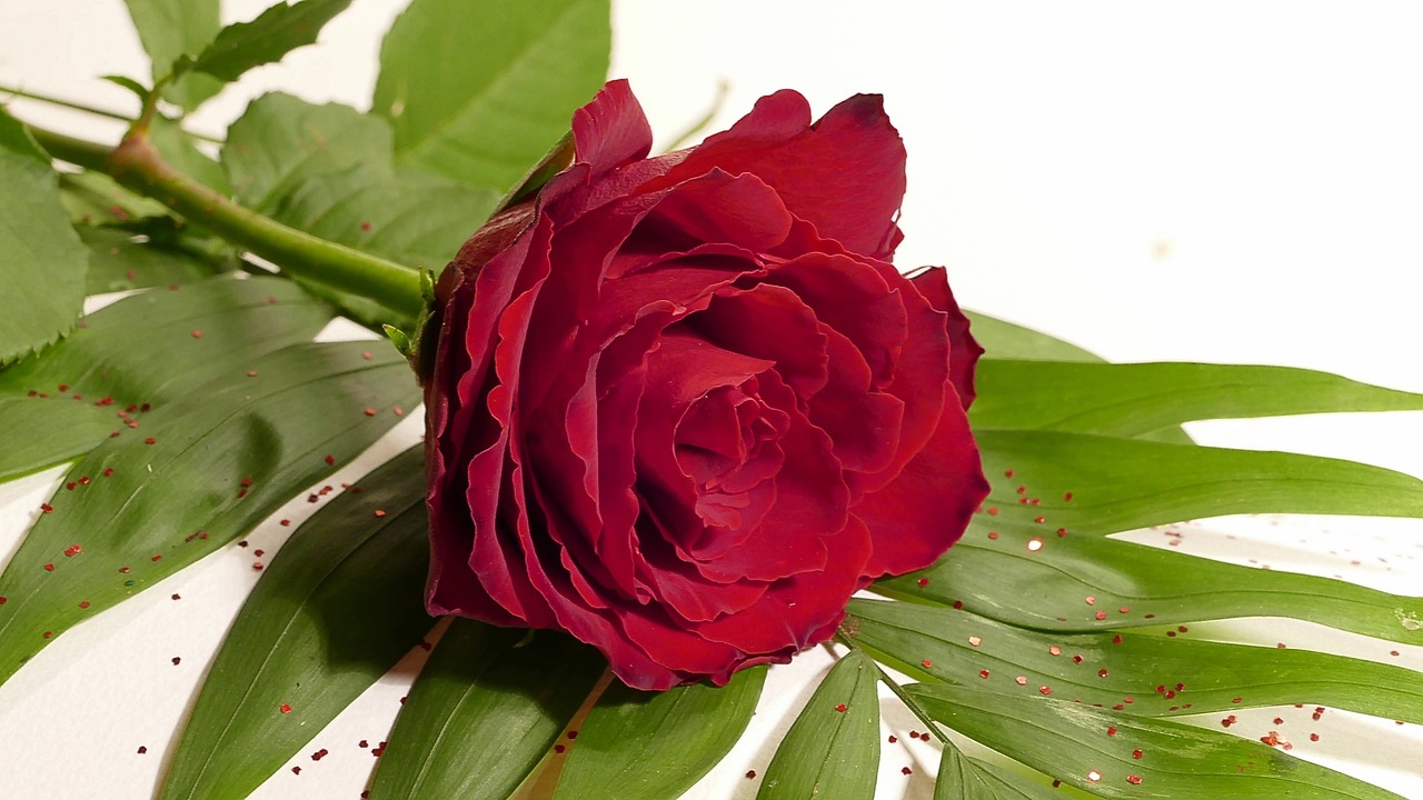 rose red rose red free photo