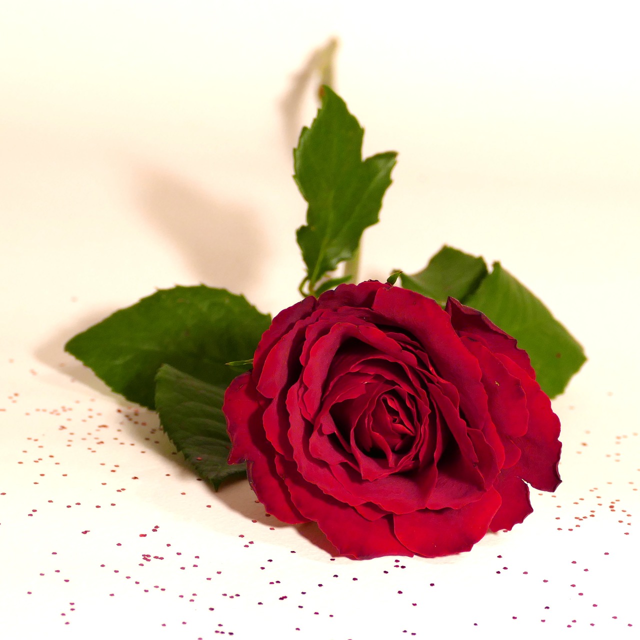 rose red rose red free photo