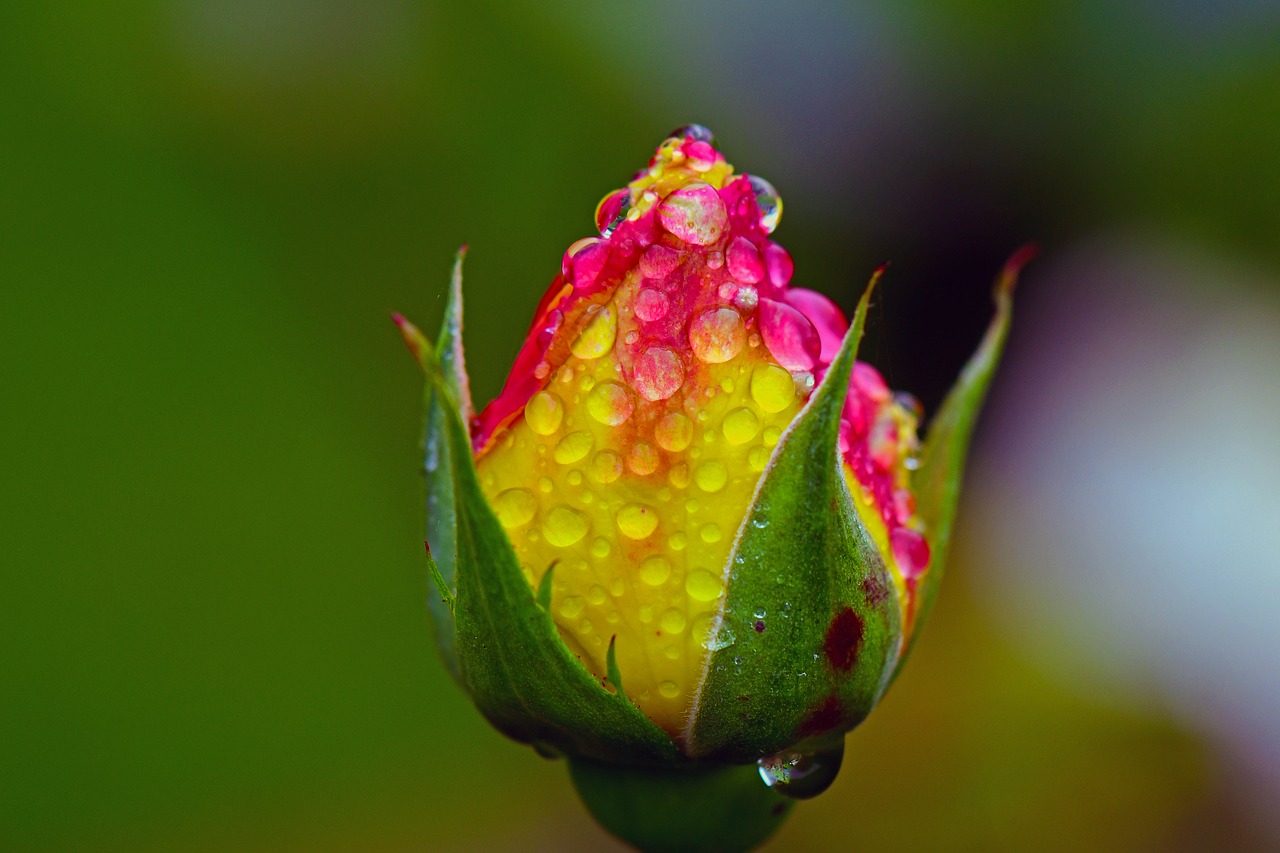 rose rain raindrop free photo