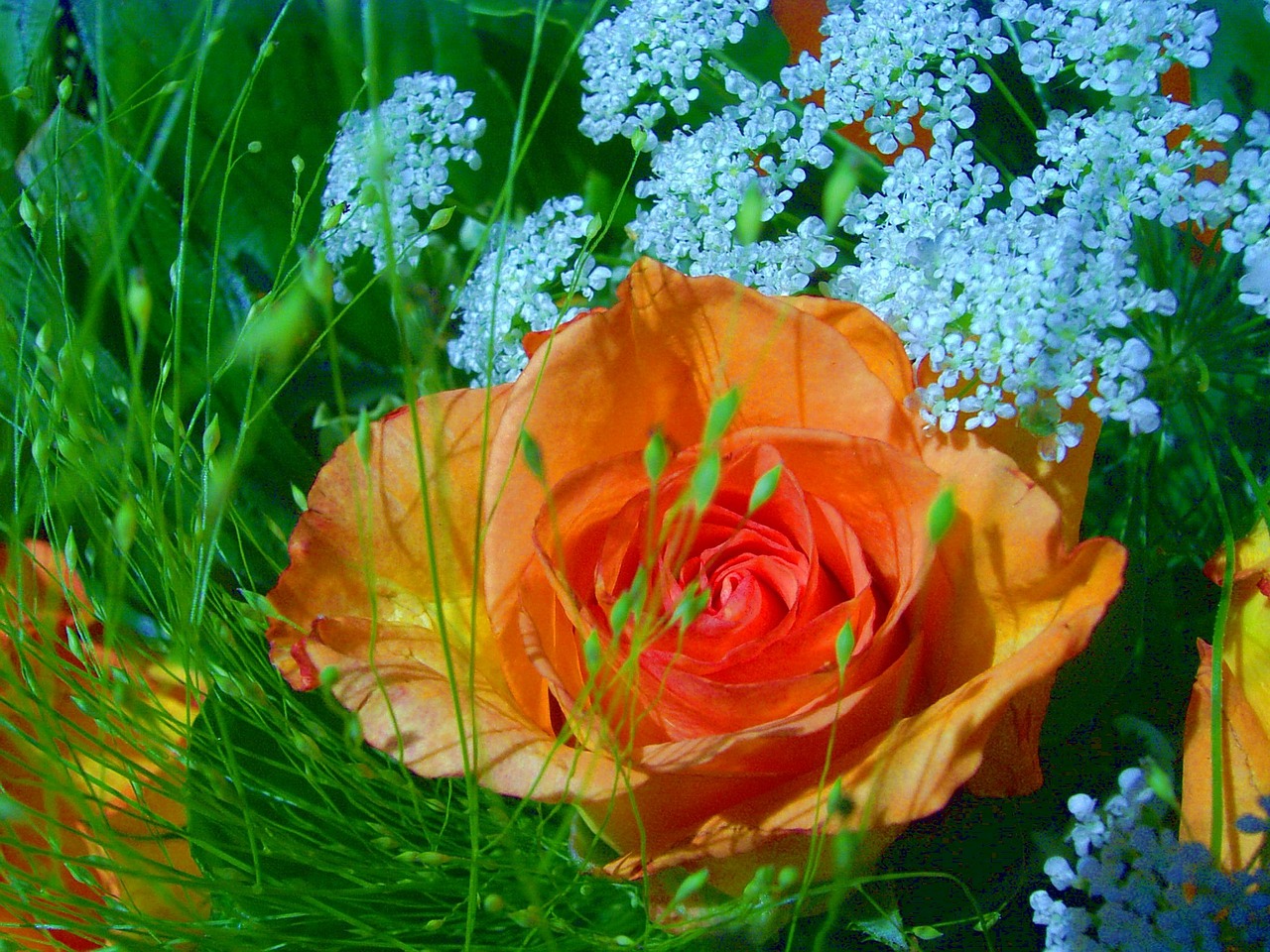 rose close beautiful free photo