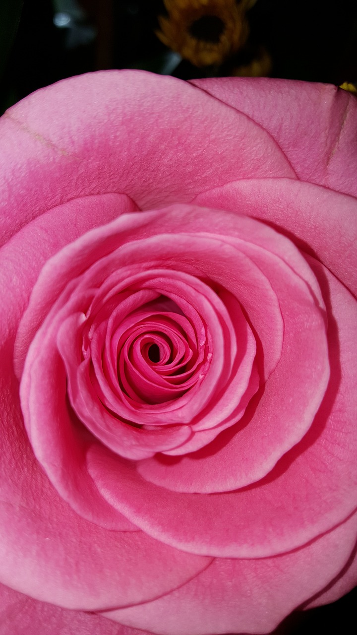 rose red pink free photo