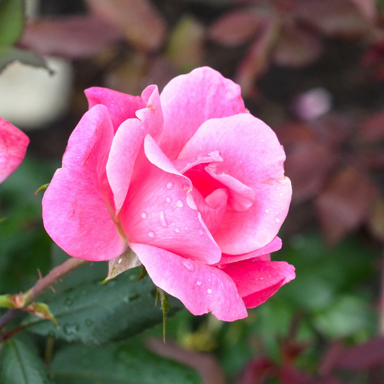 rose pink flowers free photo