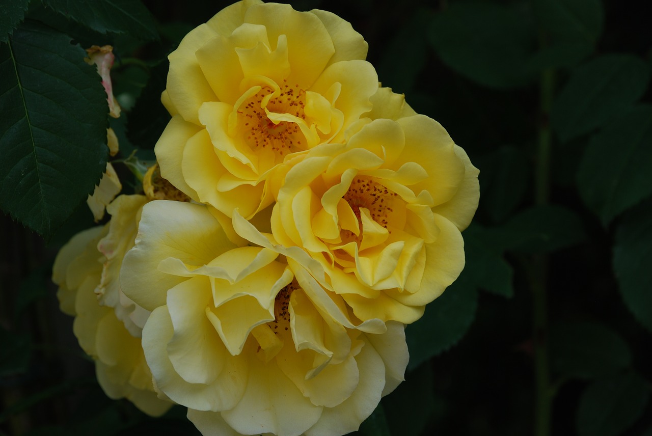 rose yellow blossom free photo