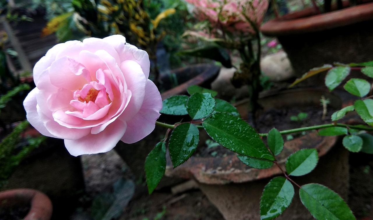 rose flower plant free photo