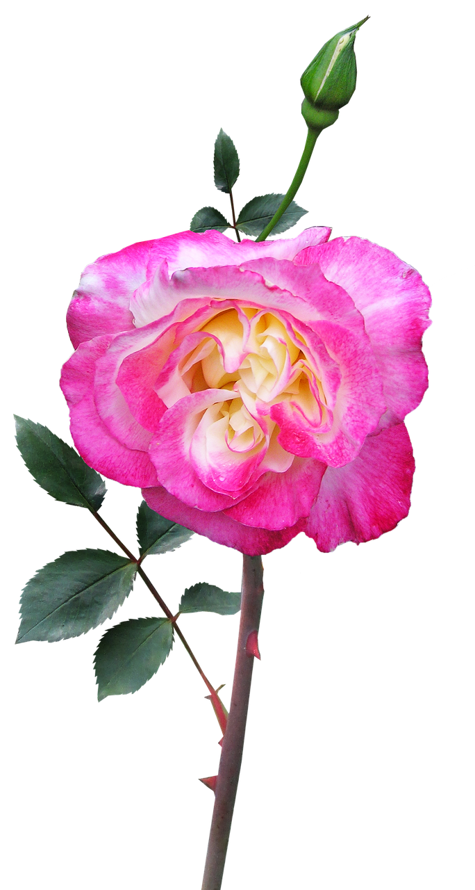 rose stem flower free photo